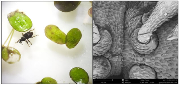 Adult duckweed weevil and thorax and legsjpg
